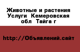 Животные и растения Услуги. Кемеровская обл.,Тайга г.